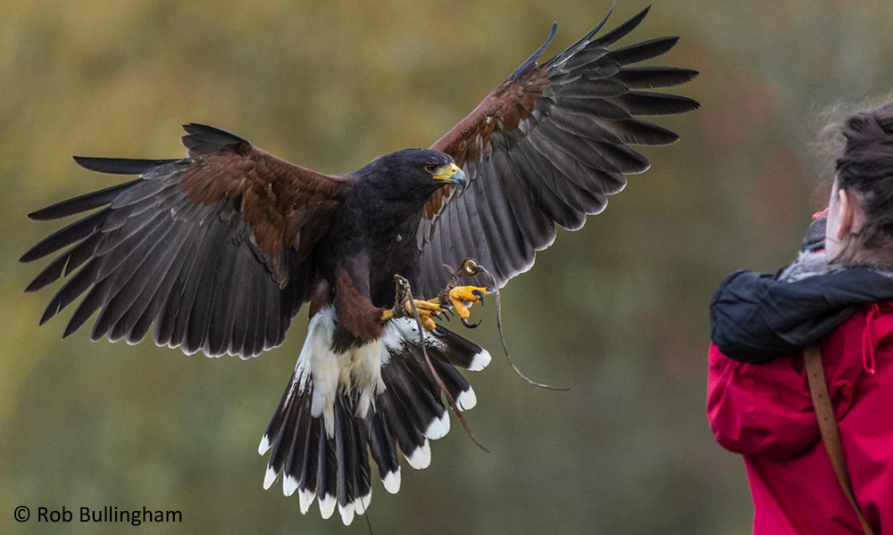 Falcon's high-speed dive generates forces needed to catch agile prey –  Physics World